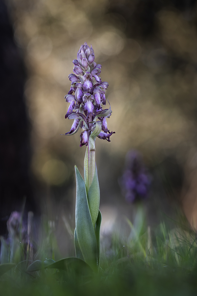 Himantoglossum robertianum