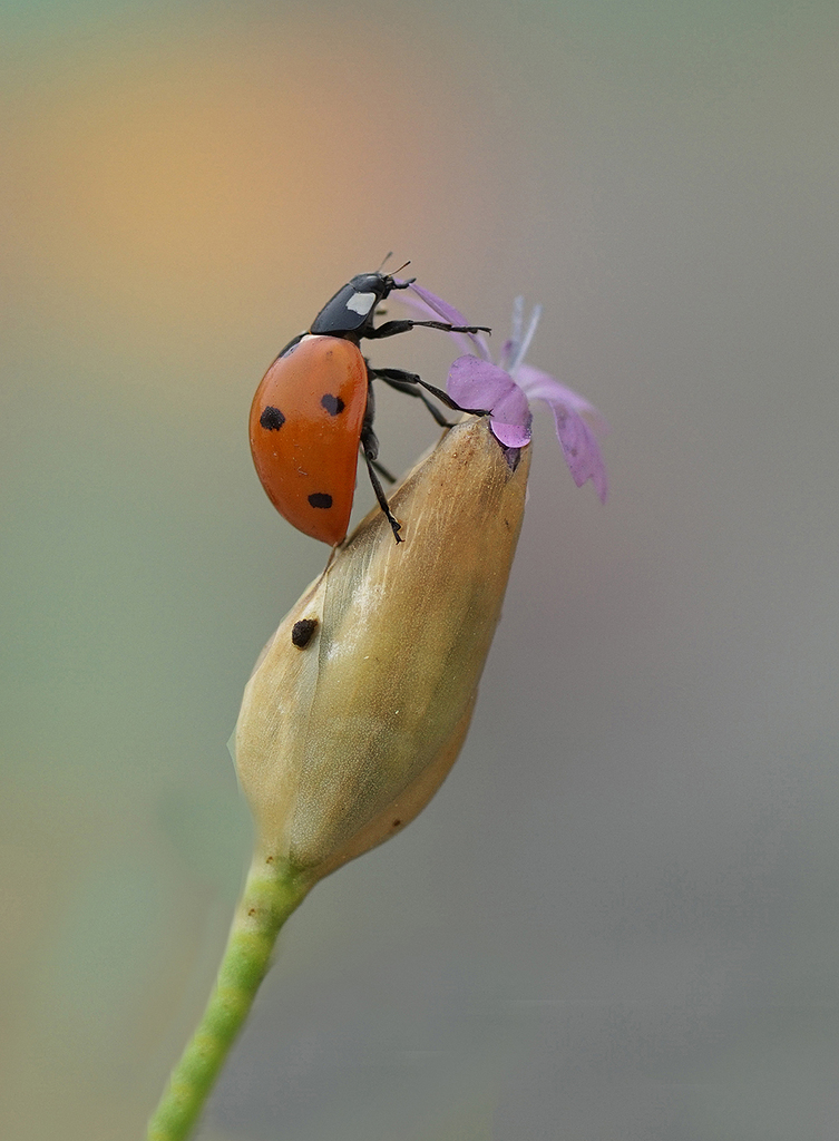 “Coccinella” l