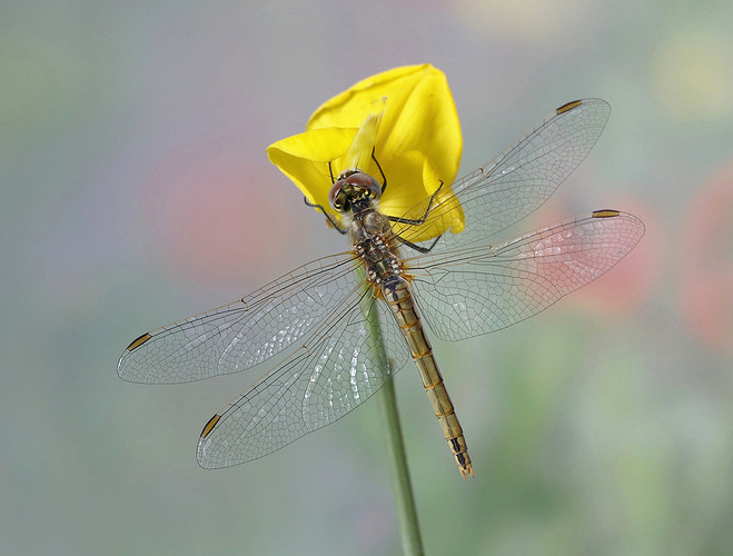 48018888993_LARGE_fhdr