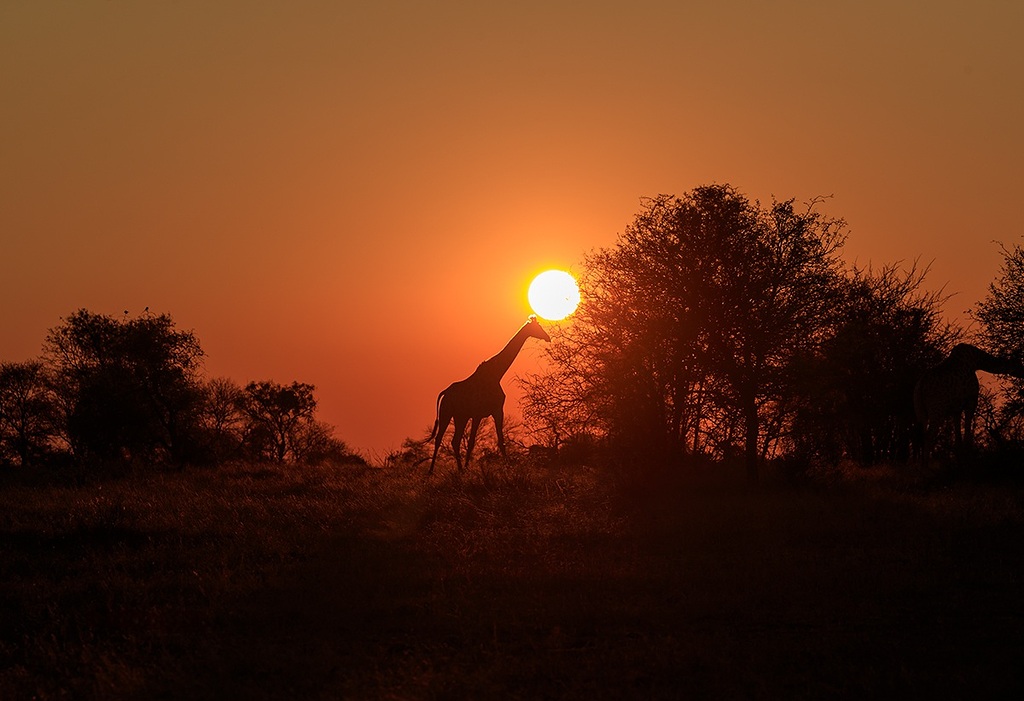 Jirafa,ultimas luces Sudáfrica Tamboti tented camp