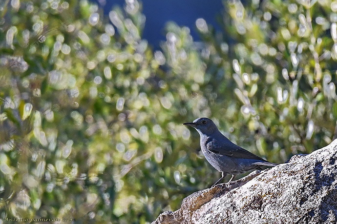 Roquero solitario (Monticola solitarius )