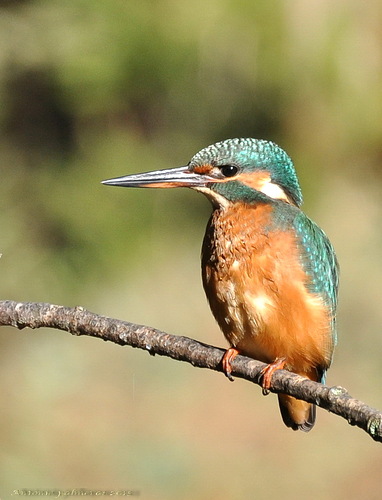 Martín pescador común (Alcedo atthis)