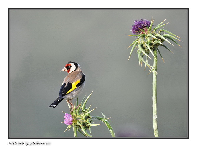 Jilguero (Carduelis carduelis)