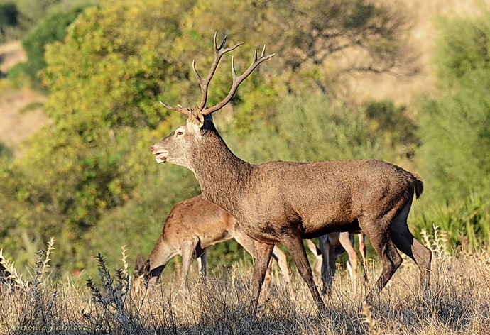 venado