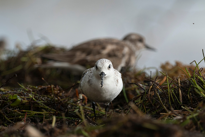 Calidris alba 1 LG QRoo 01_26