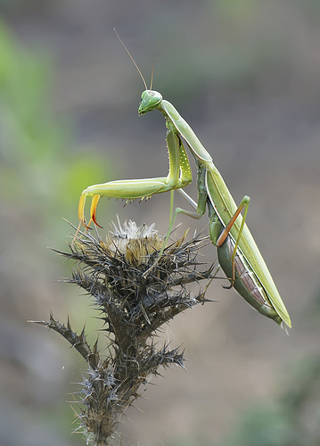 DSC07077largecd - copia