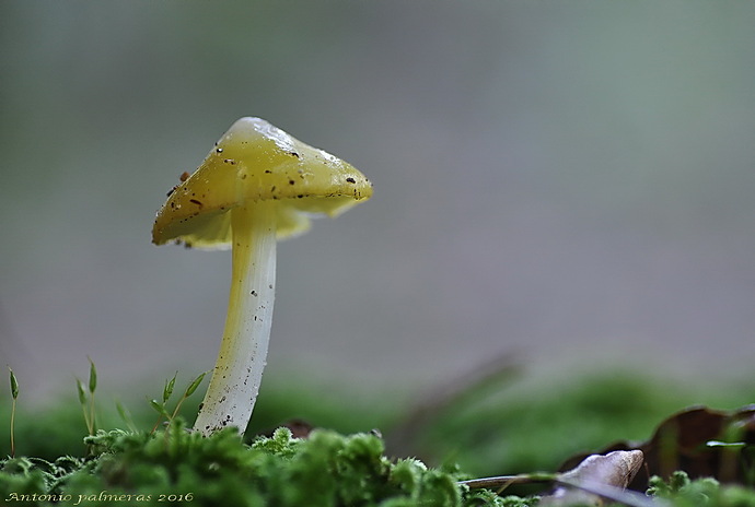 Bolbitius vitellinus