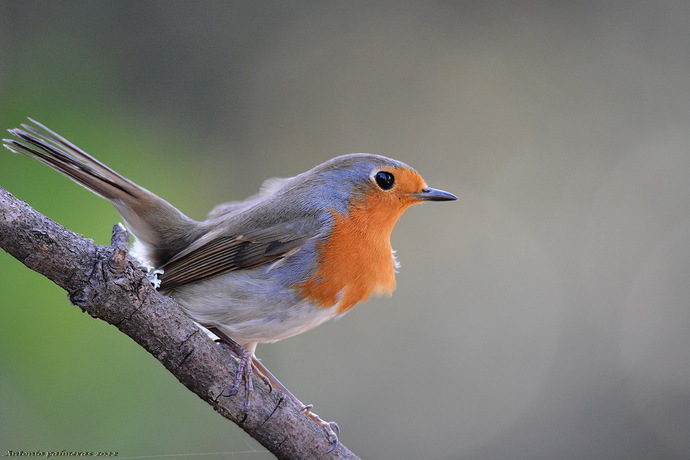 Petirrojo europeo (Erithacus rubecula)