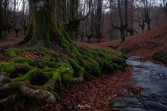 _DSC9919-Flickr