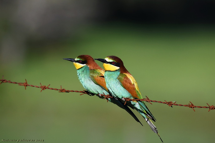 abejarucos la pareja