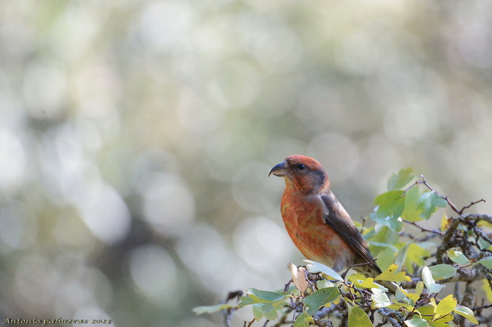 Piquituerto común (Loxia curvirostra)