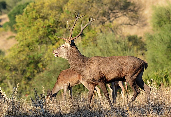 venado 2