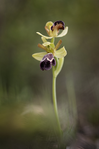 Ophrys dyris