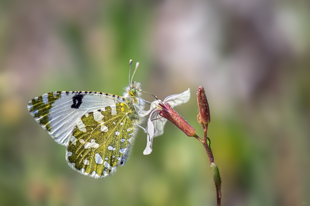 El efecto mariposa