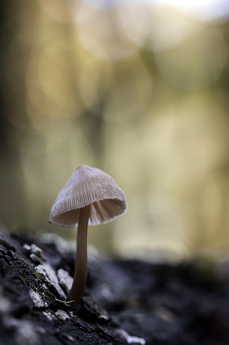 Mycena en tronco 24-01