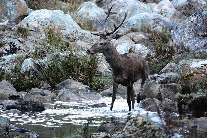 venado 2