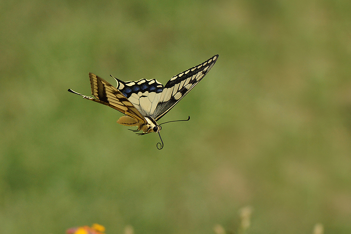 DSC07826fsok largd - copia