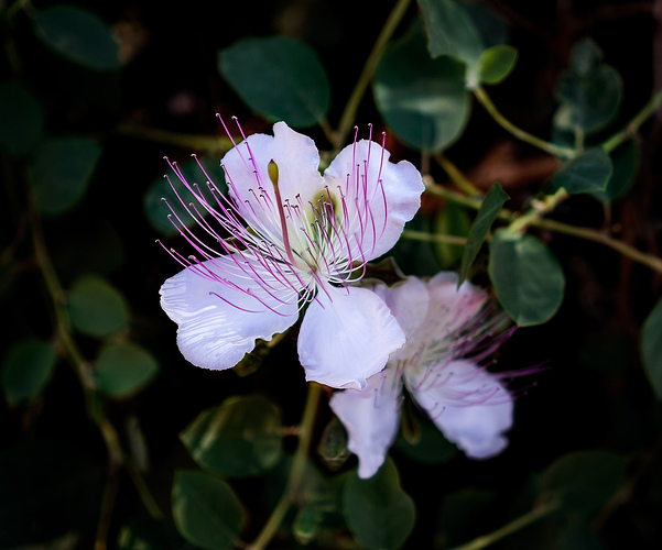 Flor de alcaparra