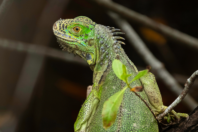 Iguana iguana 2 LG QRoo 06_24