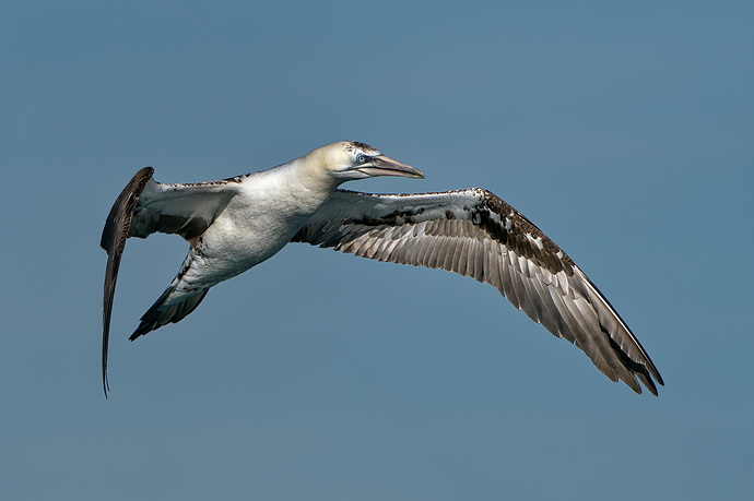 20260222-_MAC gepec f 0280F