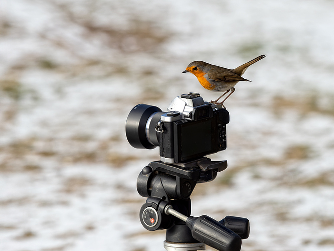 _1073243-ORF_DxO_DeepPRIME