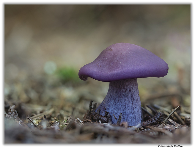 M5250316_761-777_ACR_ZS_PS_1600 Pie azul  Lepista nuda ( = Clitocybe nuda) (2)