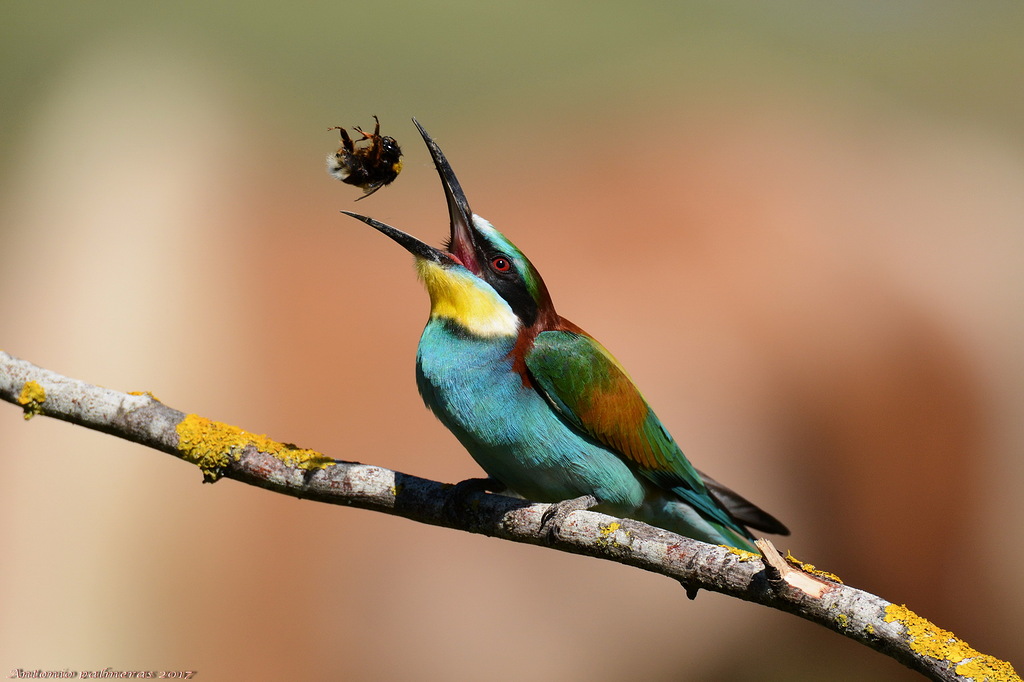 Abejaruco europeo (Merops apiaster)