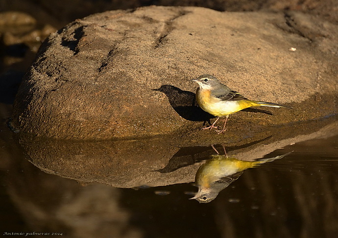 Lavandera cascadeña (Motacilla cinerea) 2