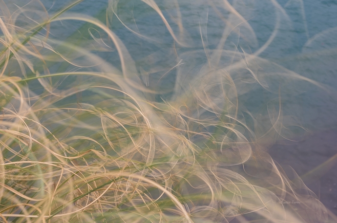 Jugando con el viento