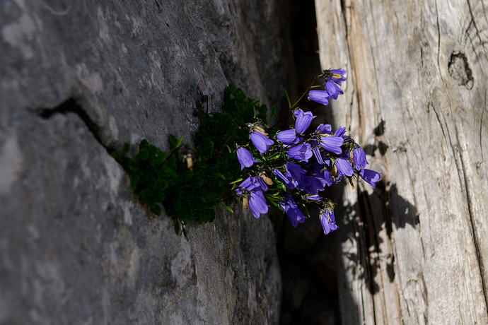 Campanula sp 1 LG Ale 08_26