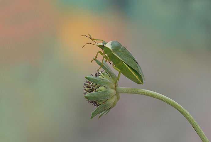 DSC00456fLARGEOD - copia