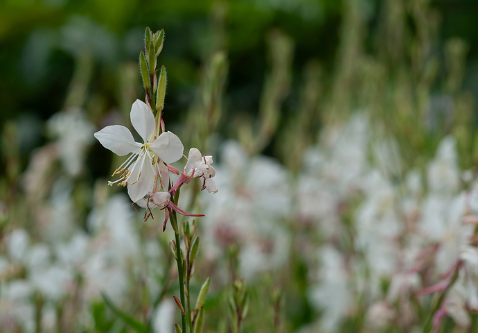 Oenothera lindheimeri