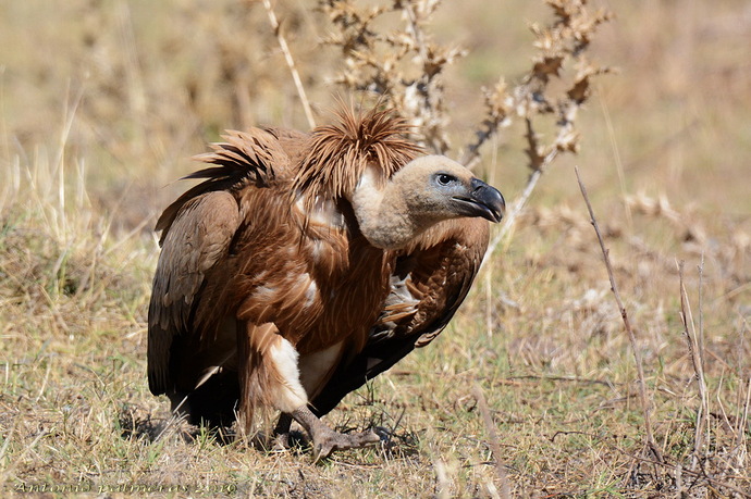Buitre leonado (Gyps fulvus)