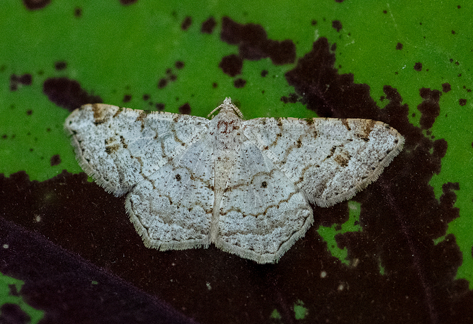 Polilla 1 LG QRoo 11_25