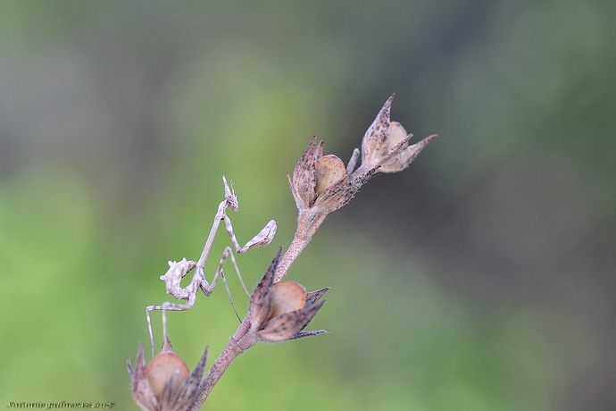 Mantis