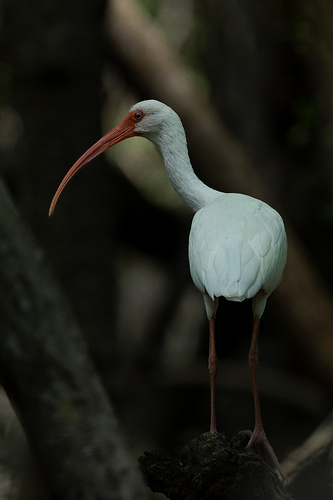 Eudocimus albus 1 LG QRoo 10_25