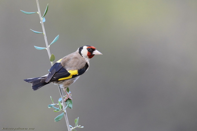 Jilguero (Carduelis carduelis)