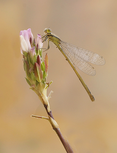 DSC3187 OD