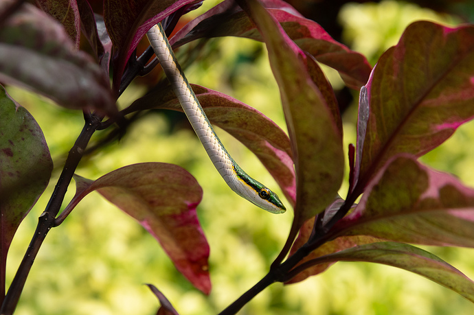 Leptophis mexicanus 1 LG QRoo 02_26