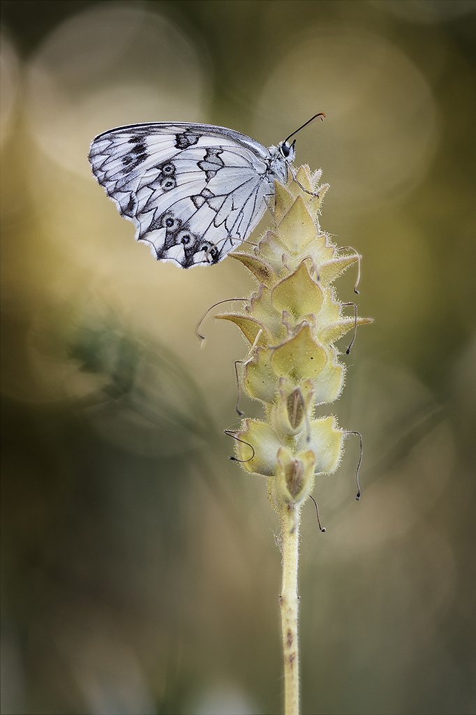 La chasse aux papillons