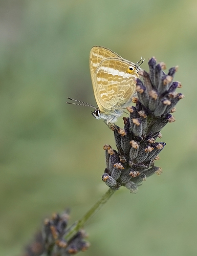 DSC00074largeod - copia