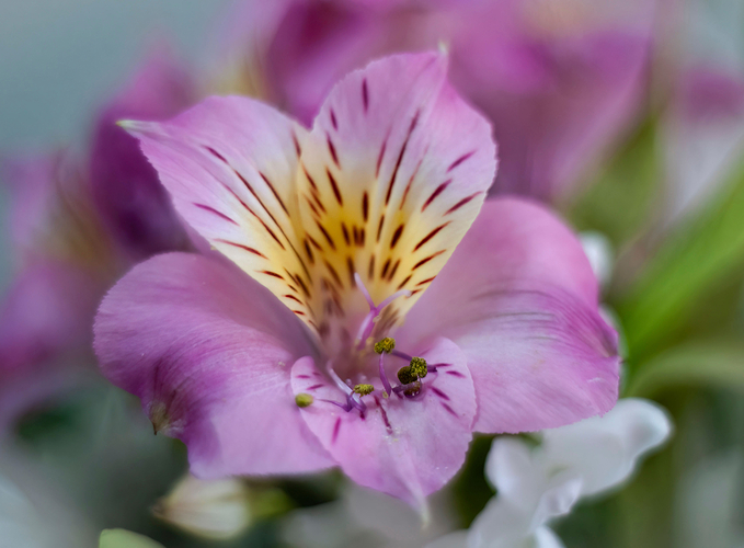 Alstroemeria