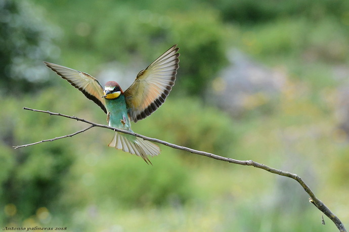 abejarucos aterrizajes