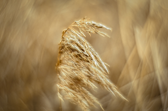 _1010114 1p (2)