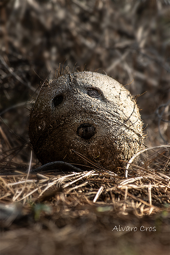 an stone like a dog
