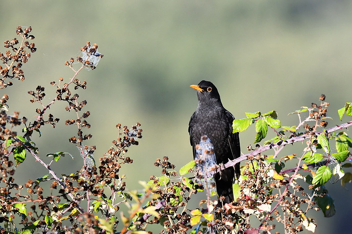 Mirlo común (Turdus merula)