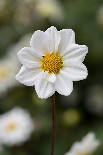 Florecilla