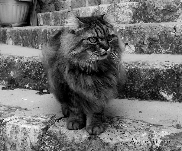 GATO-BN2