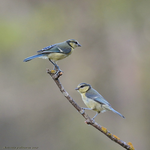 Herrerillo común (Cyanistes caeruleus)
