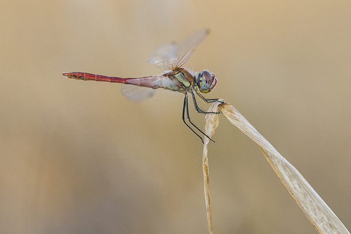 Sympetrum_02